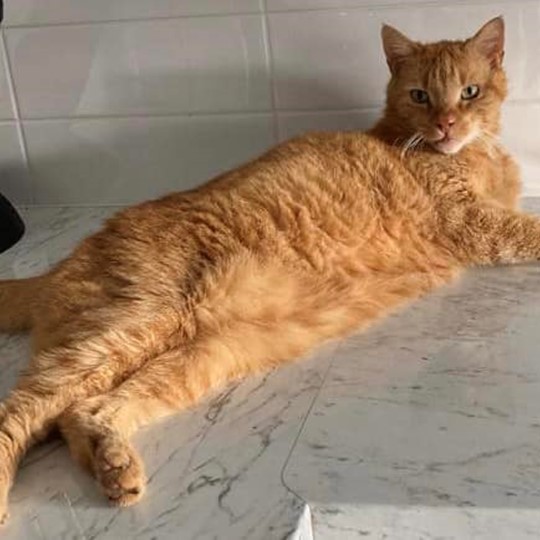 Nugget cat lost 17 nov
